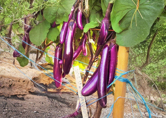 Long Purple Asian Eggplant Seeds 250 – Heirloom Non-GMO Vegetable for Garden Beds & Containers - Fast Growing Summer Harvest