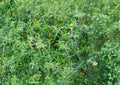 Summer Savory Seeds 1200 - Aromatic Culinary Herb Satureja hortensis for Kitchen and Herb Gardens