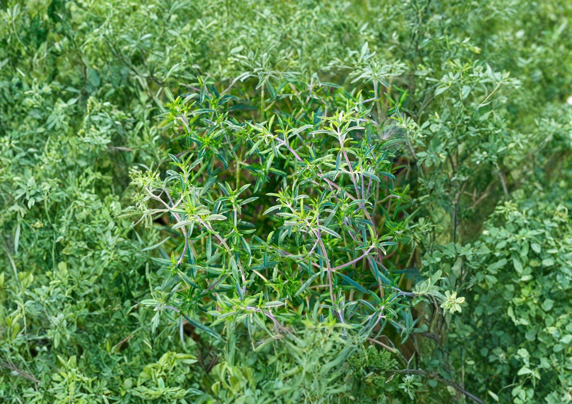Summer Savory Seeds 1200 - Aromatic Culinary Herb Satureja hortensis for Kitchen and Herb Gardens