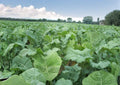 Dwarf Essex Rape Brassica Napus Seeds 500 | Cold Hardy Forage Cover Crop for Soil Improvement & Wildlife