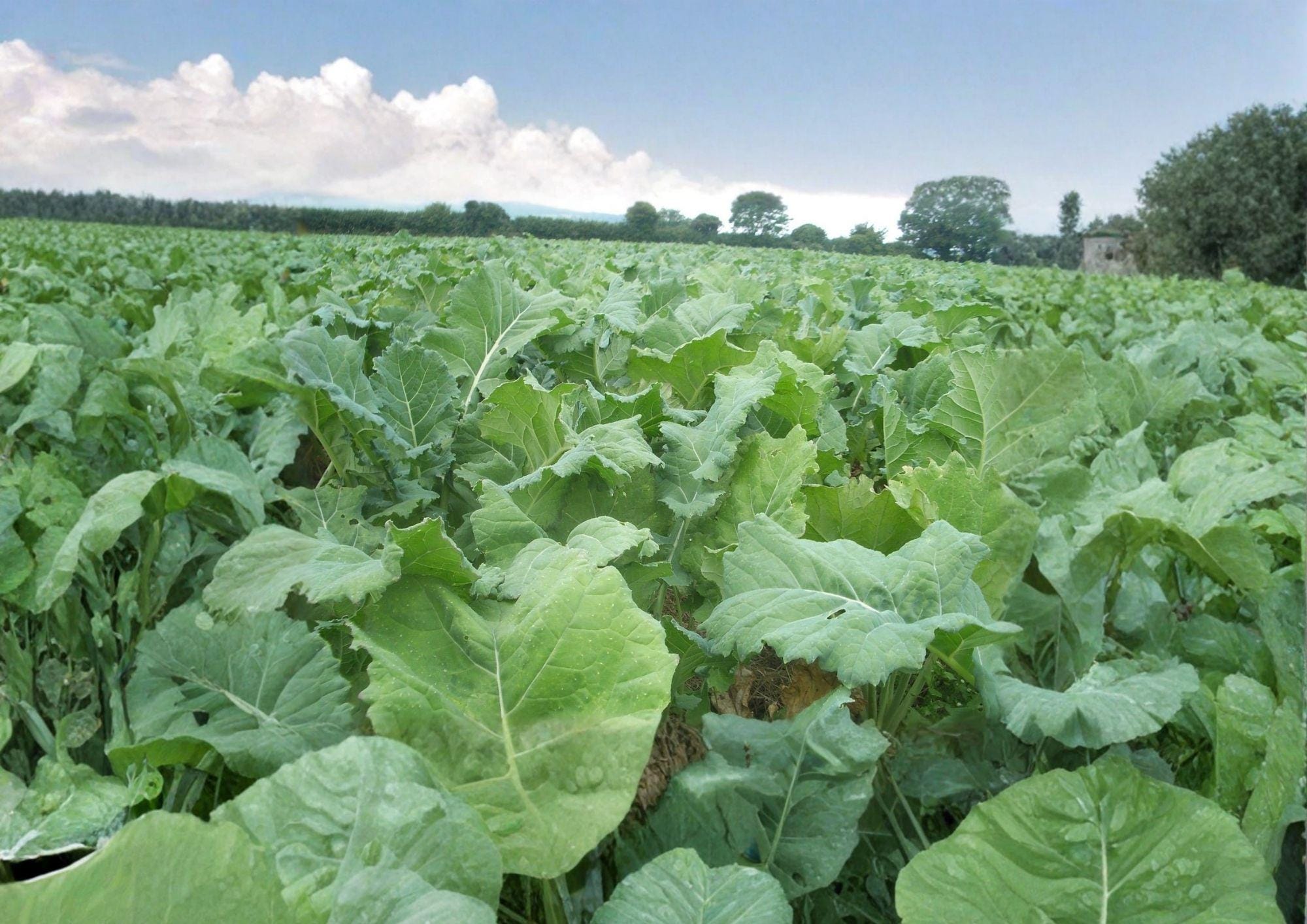 Dwarf Essex Rape Brassica Napus Seeds 500 | Cold Hardy Forage Cover Crop for Soil Improvement & Wildlife