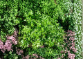 Plain Single Parsley Seeds 500 Pack – Heirloom Flat Leaf Culinary Herb for Kitchen Gardens and Fresh Cooking - Petroselinum Crispum