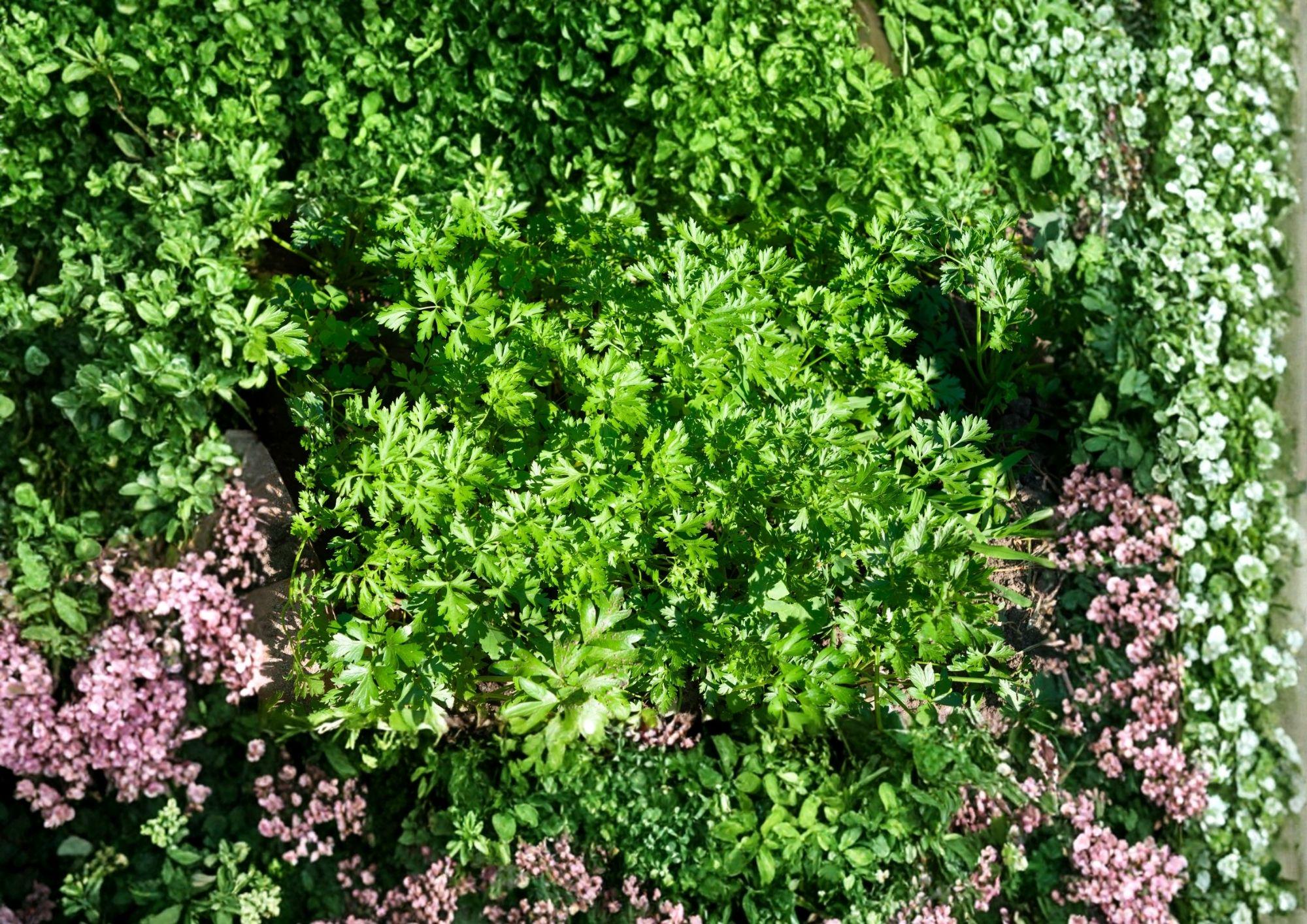 Plain Single Parsley Seeds 500 Pack – Heirloom Flat Leaf Culinary Herb for Kitchen Gardens and Fresh Cooking - Petroselinum Crispum