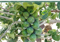 Long Island Improved Brussels Sprouts Seeds 500 Non-GMO Heirloom Vegetable for Cool Season Garden Harvest