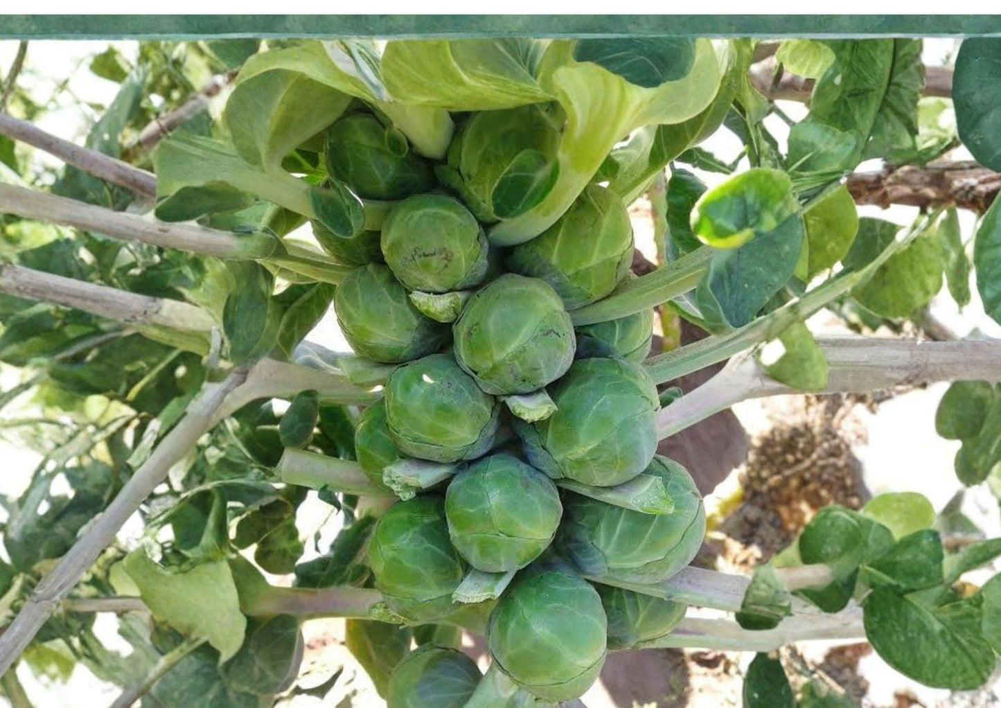 Long Island Improved Brussels Sprouts Seeds 500 Non-GMO Heirloom Vegetable for Cool Season Garden Harvest