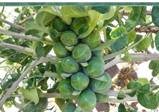 Long Island Improved Brussels Sprouts Seeds 500 Non-GMO Heirloom Vegetable for Cool Season Garden Harvest