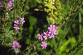 Winged Loosestrife Seeds (Lythrum alatum) Native Wildflower for Wetlands, Rain Gardens, Pollinator Friendly