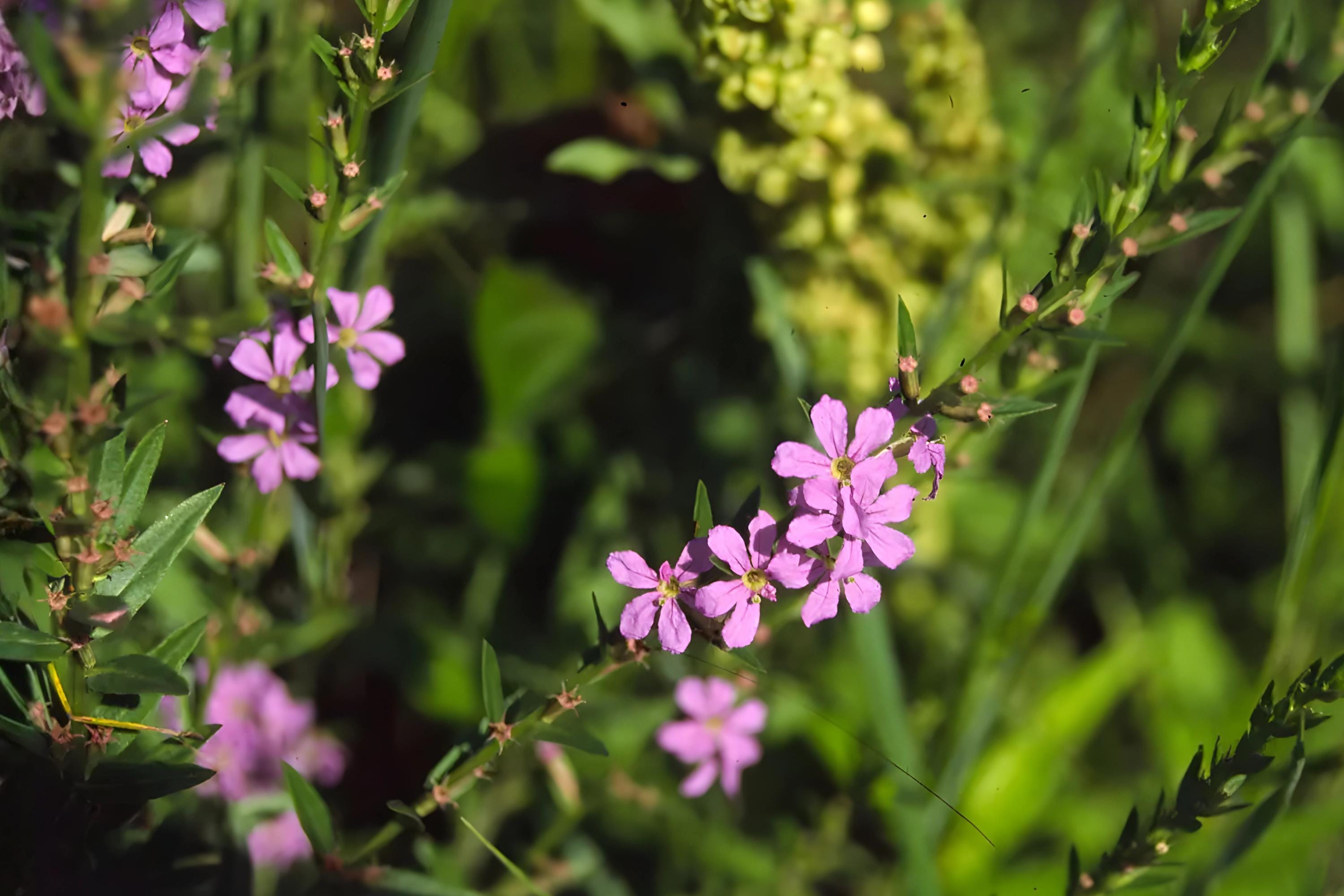 Winged Loosestrife Seeds (Lythrum alatum) Native Wildflower for Wetlands, Rain Gardens, Pollinator Friendly