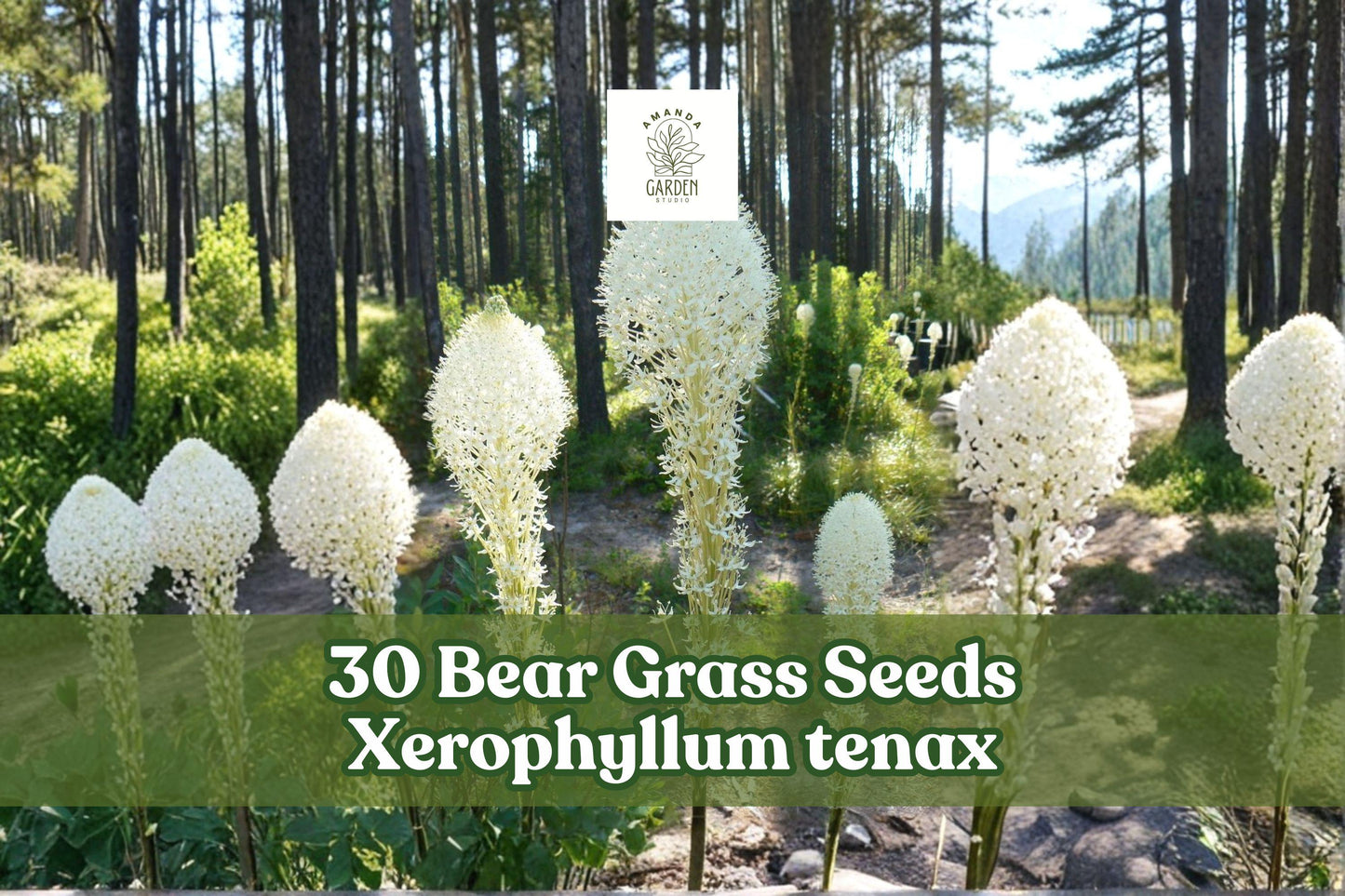 Bear Grass Seeds – Xerophyllum tenax, Perennial Ornamental Grass with White Flowers, Pollinator-Friendly, Native Landscaping