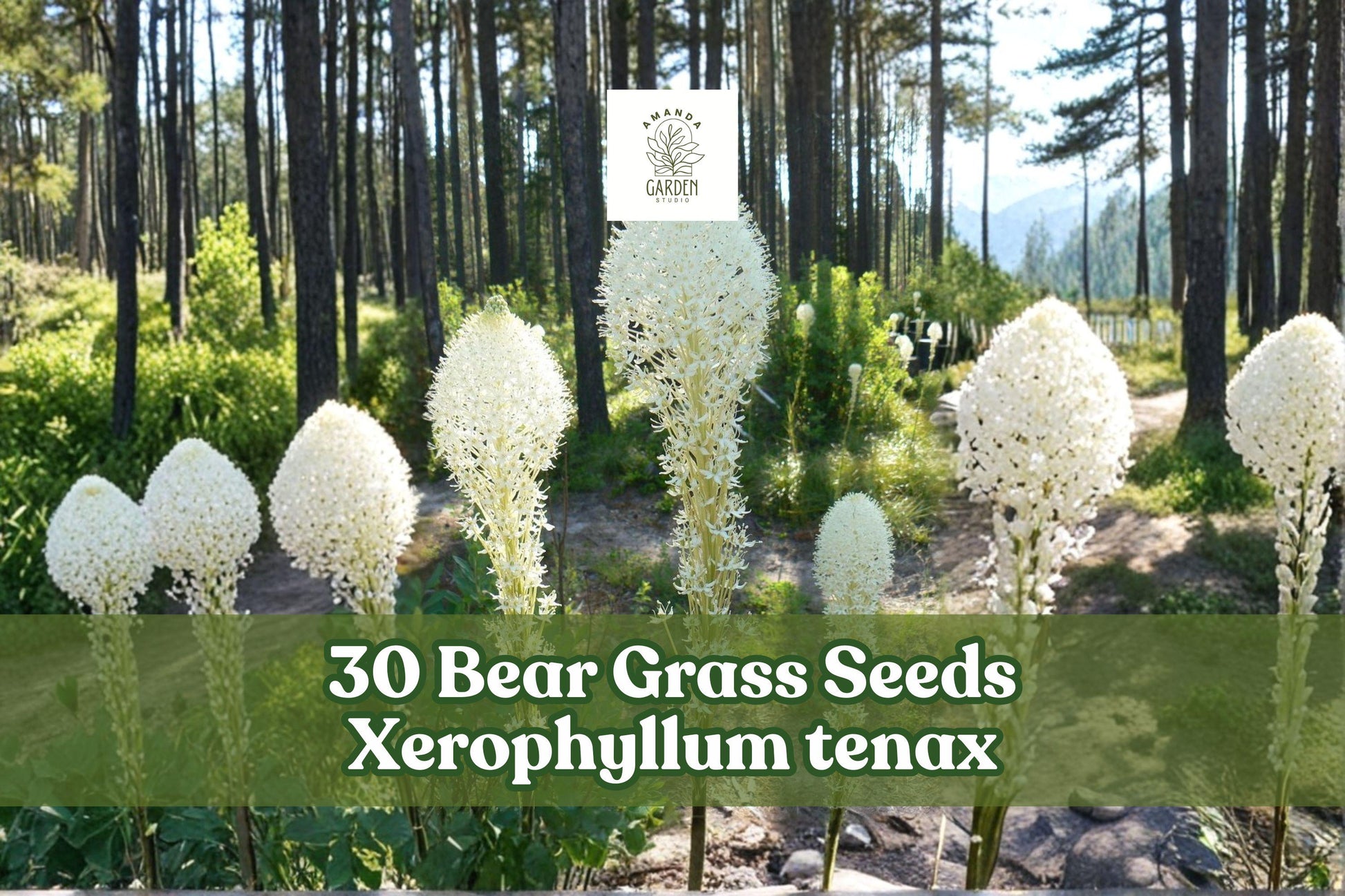 Bear Grass Seeds – Xerophyllum tenax, Perennial Ornamental Grass with White Flowers, Pollinator-Friendly, Native Landscaping