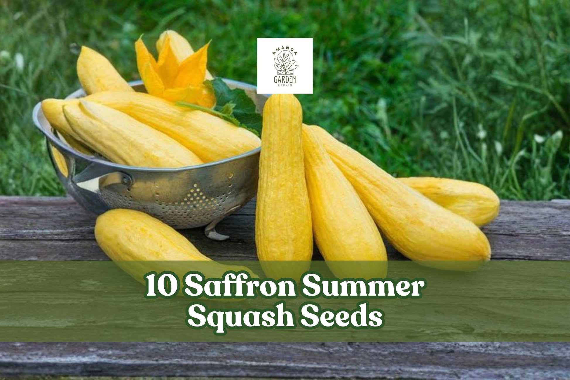 10 Saffron Summer Squash Seeds – Yellow Straightneck Cucurbita pepo, Easy Grow, Full Sun, Vegetable Garden Planting