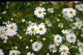 False Aster Seeds 100 Pack Native Wildflower Boltonia asteroides for Prairie Gardens & Pollinator Habitats