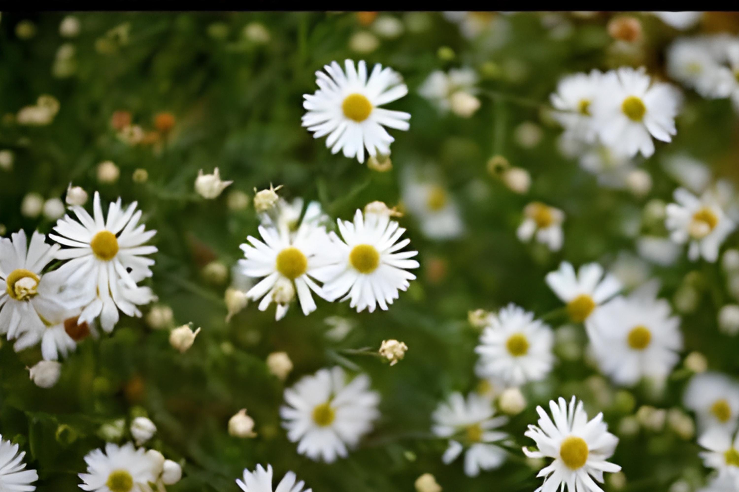 False Aster Seeds 100 Pack Native Wildflower Boltonia asteroides for Prairie Gardens & Pollinator Habitats