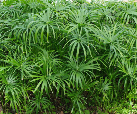 Live Dwarf Umbrella Palm Pond Plant – Tropical Marginal Aquatic for Water Garden, Bog, Patio