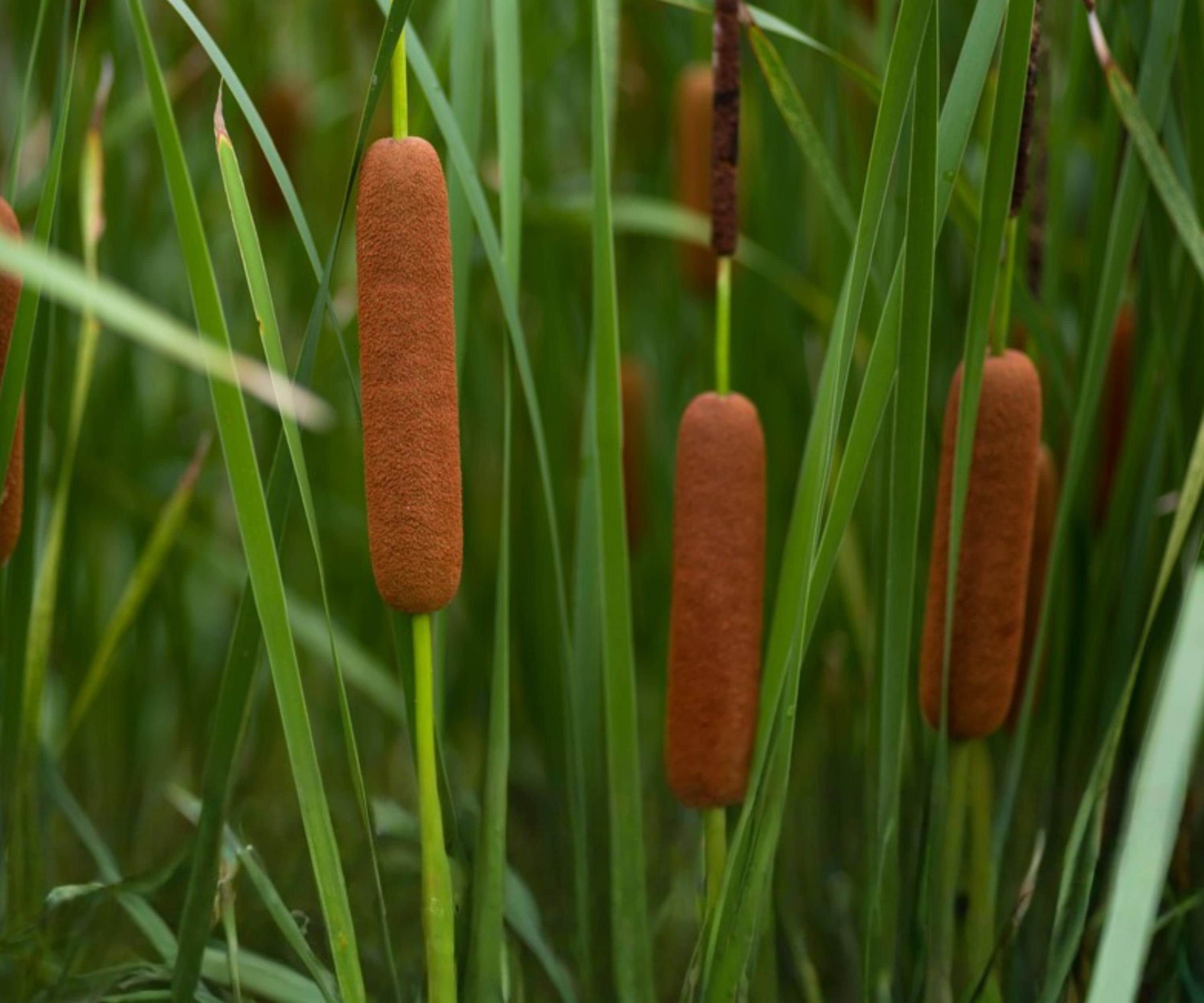 Dwarf Cattail Pond Live Plant – Hardy Aquatic Marginal Water Garden Edge Plant – Typha minima