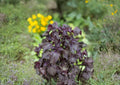 Shiso Perilla Frutescens Herb Seeds 100 Pack – Aromatic Culinary Herb for Asian Cooking and Herb Gardens