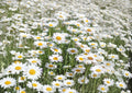 Alaska Shasta Daisy Seeds, 1000 Count, White Perennial Flower for Gardens, Cottage Borders, Chrysanthemum maximum