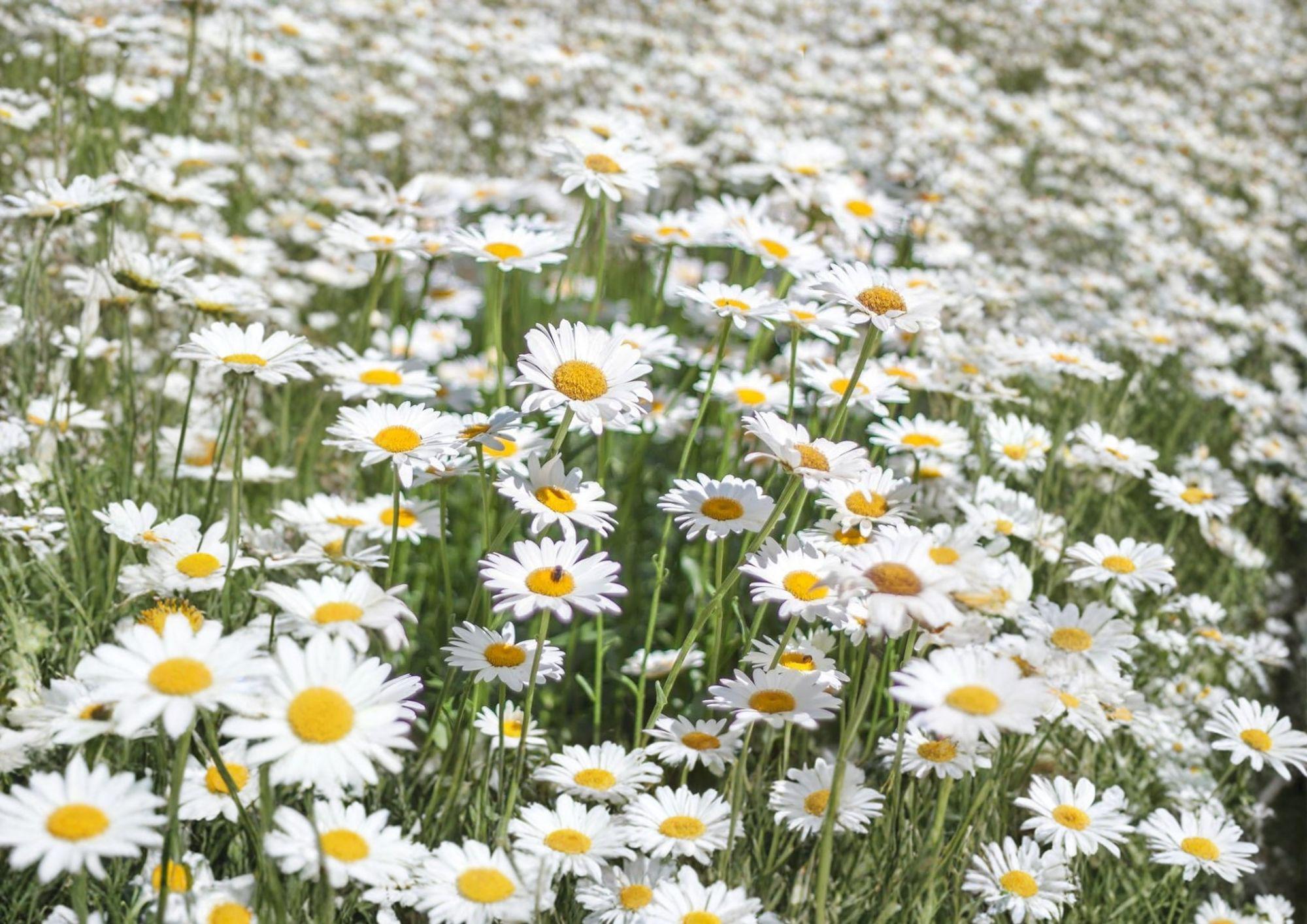 Alaska Shasta Daisy Seeds, 1000 Count, White Perennial Flower for Gardens, Cottage Borders, Chrysanthemum maximum