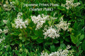 Japanese Privet Live Starter Plant | Ligustrum japonicum | Evergreen Hedge Shrub | 3–6 Inch Small Plant for Landscaping