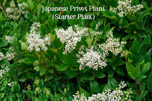 Japanese Privet Live Starter Plant | Ligustrum japonicum | Evergreen Hedge Shrub | 3–6 Inch Small Plant for Landscaping