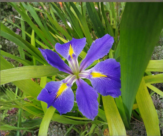 Louisiana Blue Flag Iris Live Pond Plant – Hardy Aquatic Marginal Water Garden Flower – Indigo Water Iris (Iris versicolor)