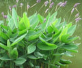 Thalia Dealbata Live Pond Plant – Hardy Water Canna, Aquatic Marginal, Bog Garden, Water Garden, Zone 5-12