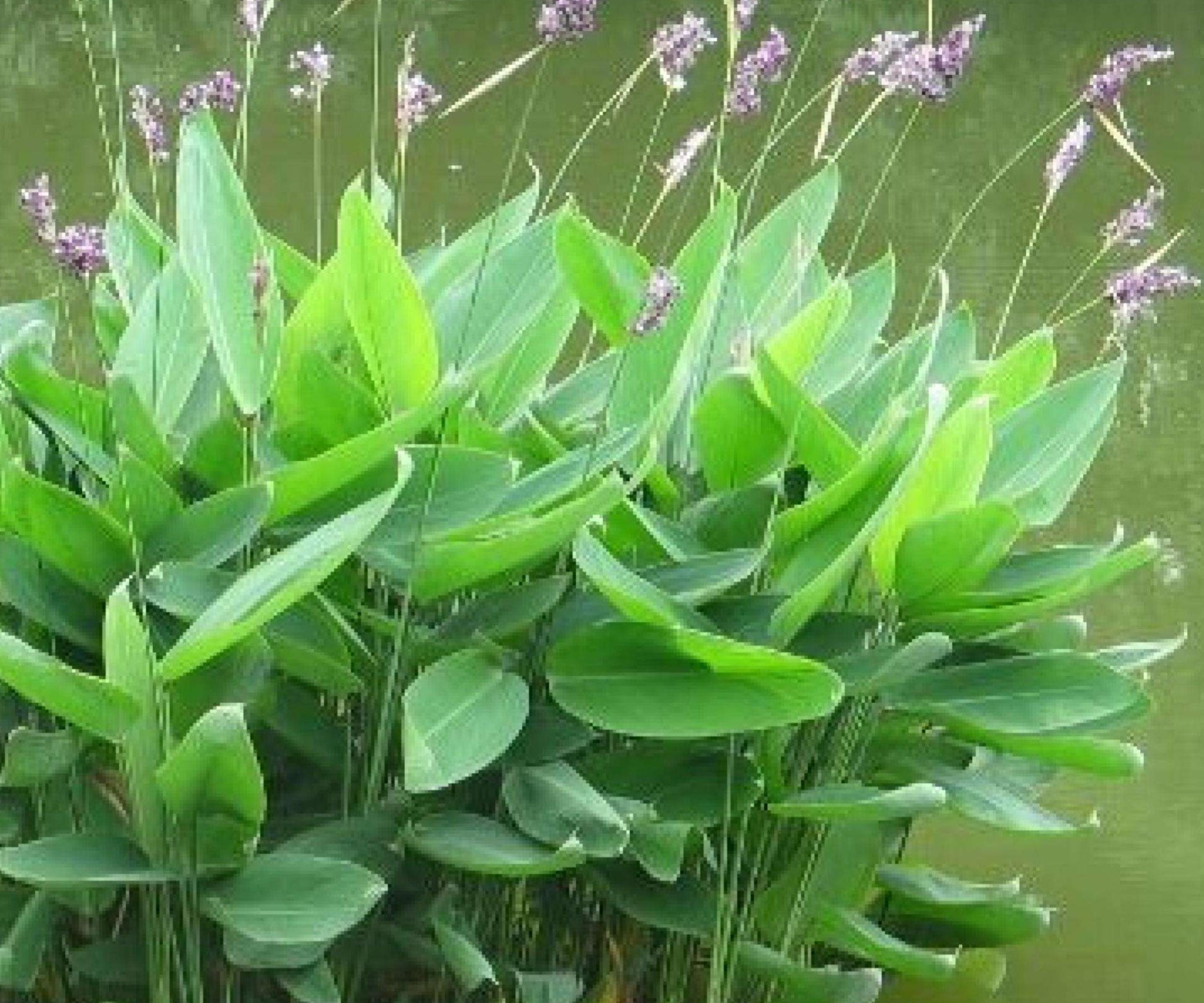 Thalia Dealbata Live Pond Plant – Hardy Water Canna, Aquatic Marginal, Bog Garden, Water Garden, Zone 5-12