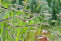 Blue Grama Grass Seeds (100) – Native Prairie Grass, Drought Tolerant, Bouteloua gracilis, Easy to Grow for Lawns & Xeriscaping