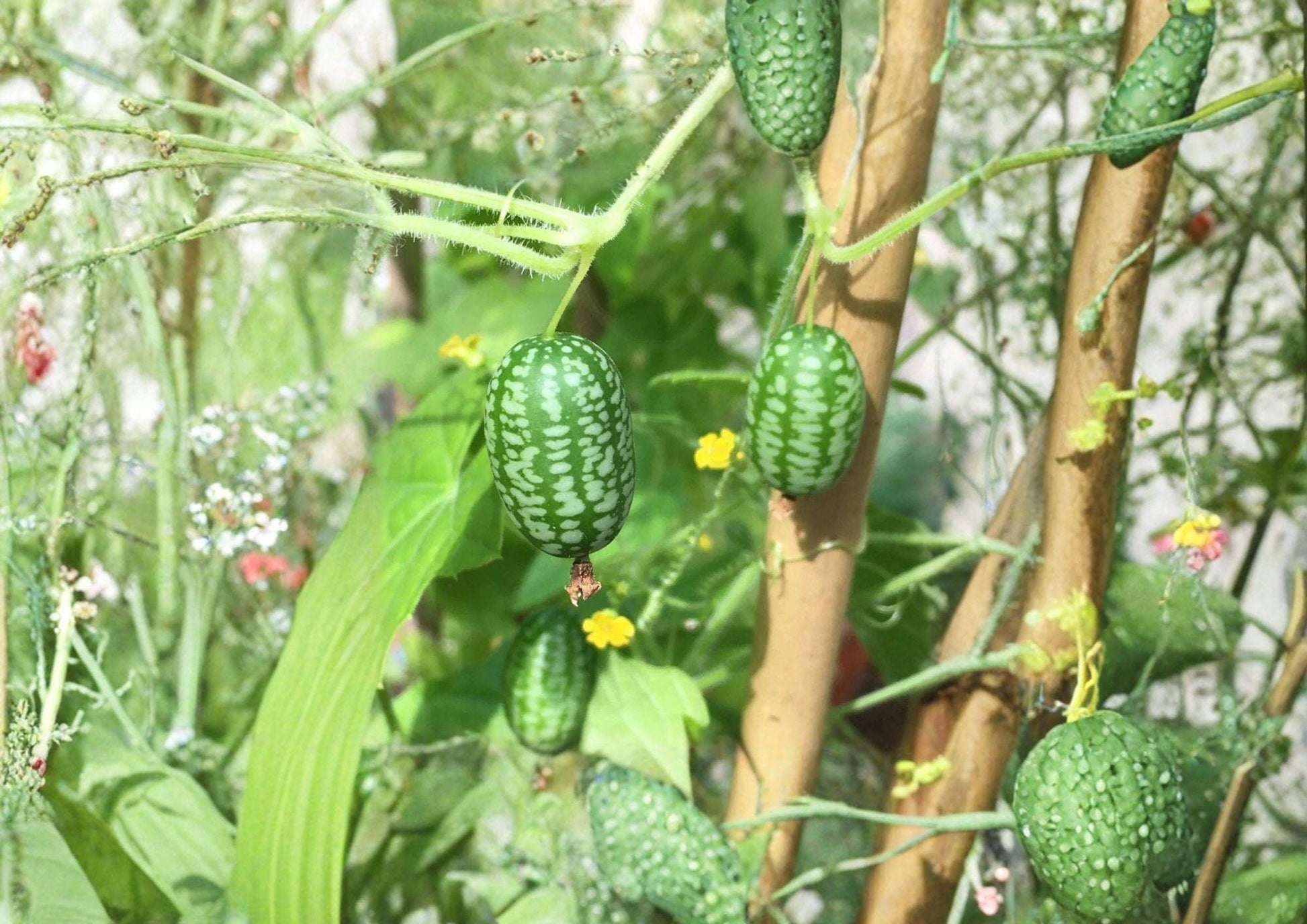 Mouse Melon Seeds, Melothria scabra, Heirloom Non-GMO Mexican Sour Gherkin, Vine Planting, Snack-Size Fruit, Fast Growing