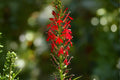 Cardinal Flower Seeds 100 Native Wildflower Vibrant Red Blooms Hummingbird Attractant Pollinator Plant