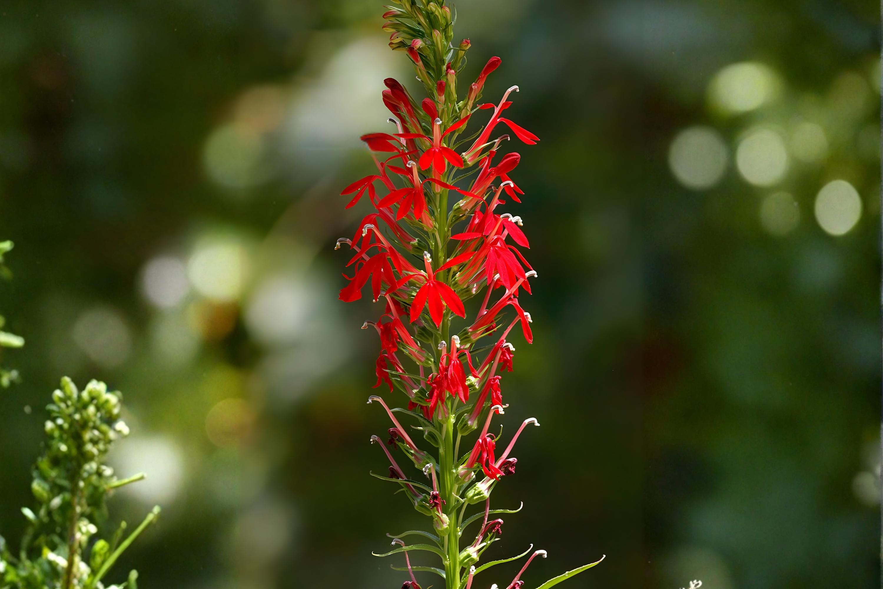 Cardinal Flower Seeds 100 Native Wildflower Vibrant Red Blooms Hummingbird Attractant Pollinator Plant