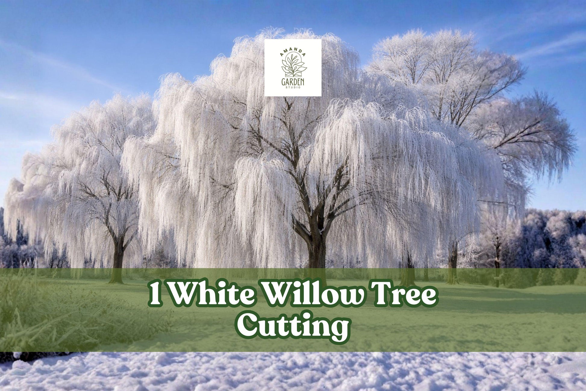 White Willow Tree Cutting – Silver Green Foliage – Salix alba – Fast-Growing Landscape Tree for Garden and Outdoor Spaces