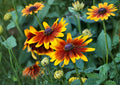 Autumn Forest Rudbeckia Hirta Seeds – Multicolor Black Eyed Susan Wildflower for Pollinator & Drought Tolerant Gardens, Non-GMO 50 Seeds
