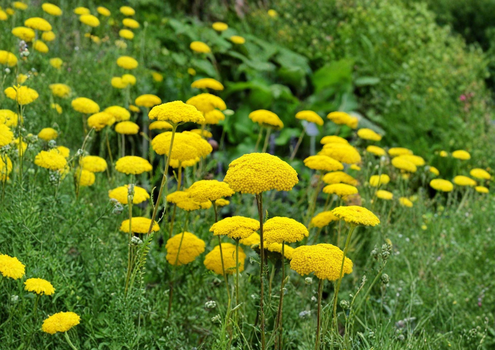 Gold Yarrow Seeds, Achillea Filipendulina, Tall Yellow Perennial Wildflower for Pollinator Gardens and Borders, 1000 Seeds
