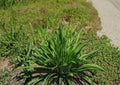 Boston Plantain Seeds – Plantago Lanceolata Heirloom Non-GMO Medicinal Herb for Garden Planting, Hardy Perennial Wild Herb