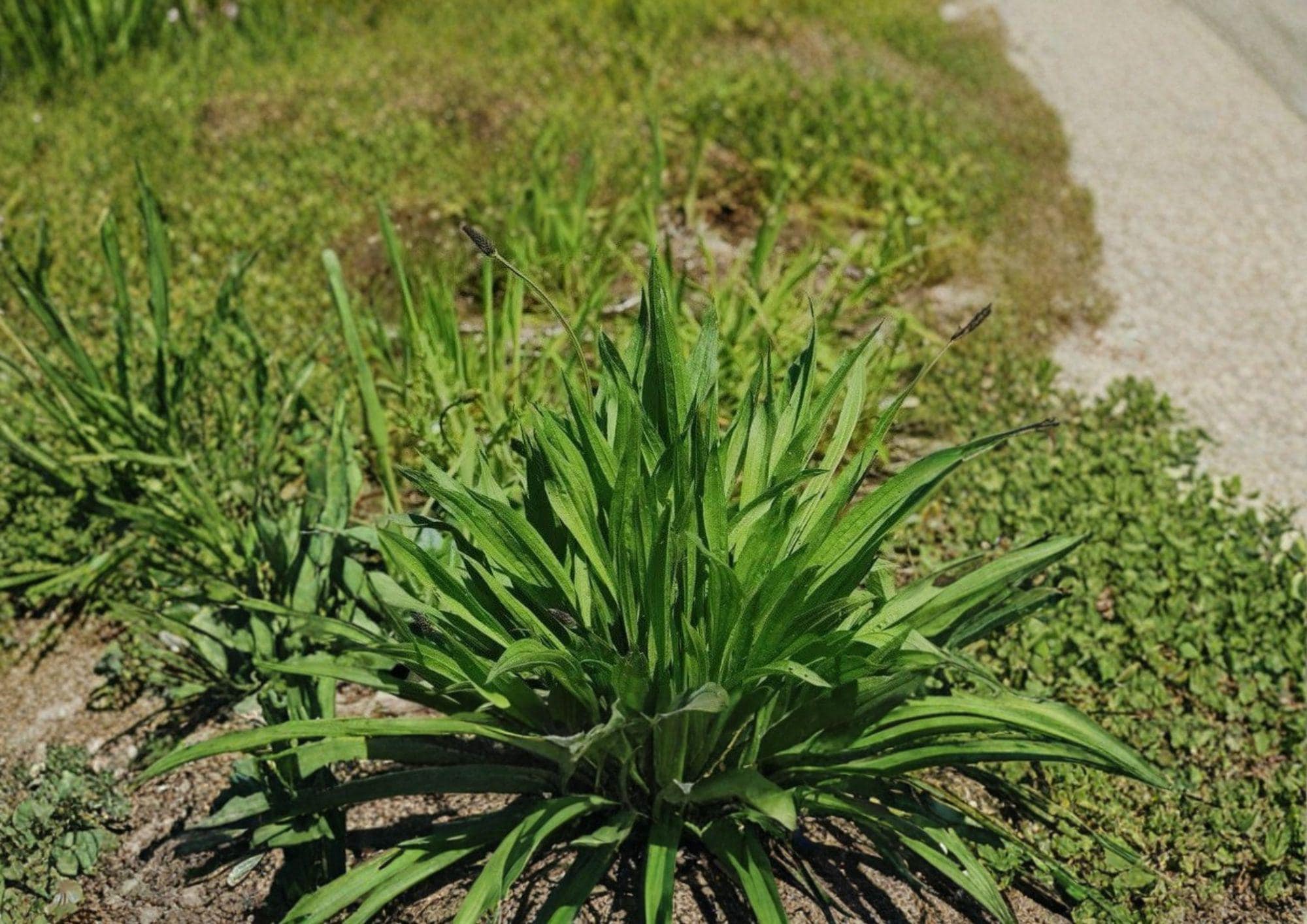 Boston Plantain Seeds – Plantago Lanceolata Heirloom Non-GMO Medicinal Herb for Garden Planting, Hardy Perennial Wild Herb