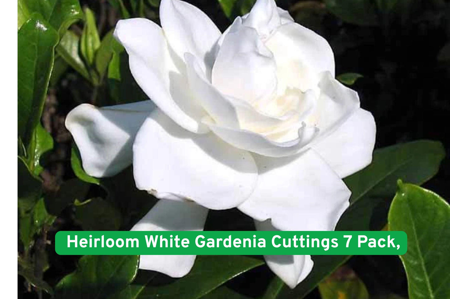 Heirloom White Gardenia Cuttings 7 Pack | Fragrant Evergreen Shrub | Gardenia jasminoides | White Flowers