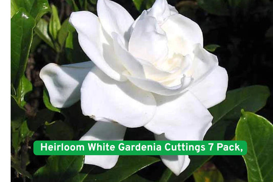 Heirloom White Gardenia Cuttings 7 Pack | Fragrant Evergreen Shrub | Gardenia jasminoides | White Flowers
