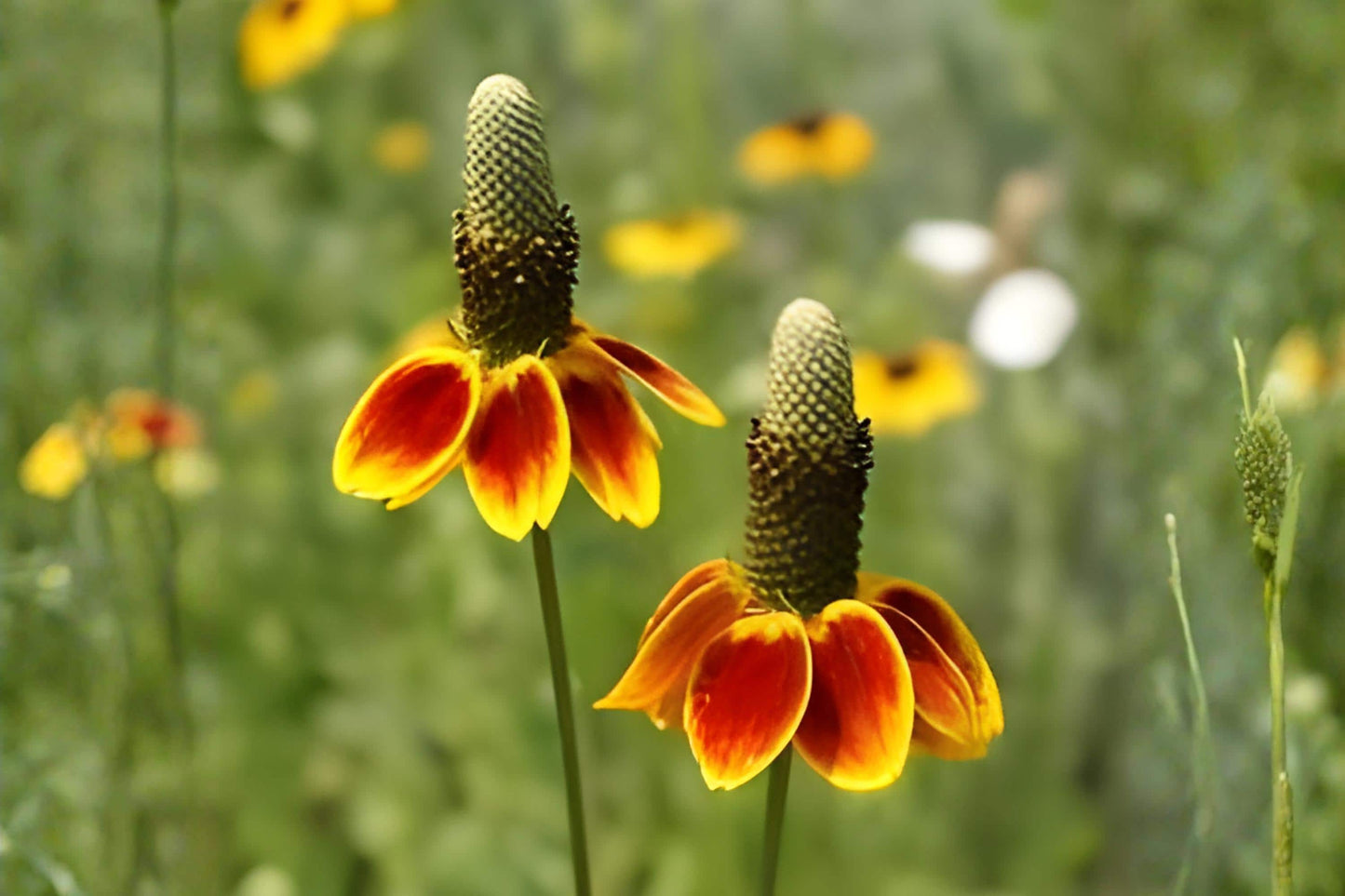 Mexican Hat Seeds 250 | Prairie Coneflower Ratibida columnifera var. pulchra Native Wildflower Drought-Tolerant Pollinator Plant