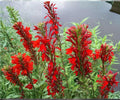 Cardinal Flower Live Plant – Lobelia cardinalis – Hardy Aquatic Marginal Plant for Pond Edges & Wet Gardens