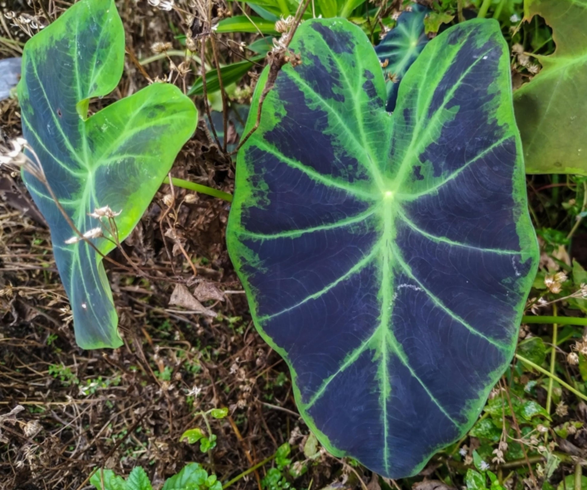 Imperial Taro Live Plant – Colocasia esculenta var. antiquorum, Tropical Aquatic Marginal Plant for Pond, Bog Garden, Water Feature