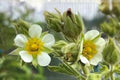 Prairie Cinquefoil Seeds (100) - Native Wildflower, Drought Tolerant, Easy to Grow, Drymocallis arguta, Pollinator Friendly
