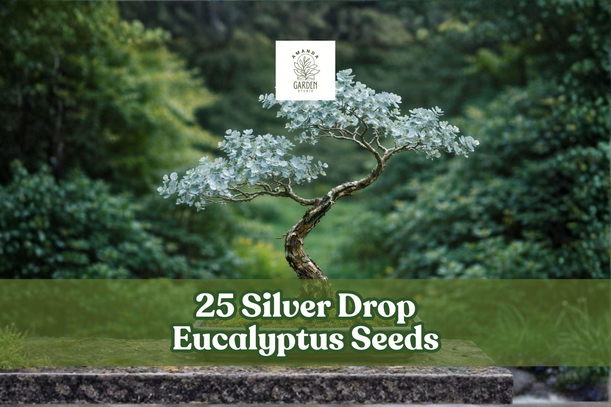 Silver Drop Eucalyptus Seeds – Bonsai & Garden Ornamental Tree – Eucalyptus gunnii, Silver Blue Foliage