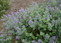 Catnip Seeds 1500+ Nepeta Cataria Heirloom Non-GMO Aromatic Cat-Friendly Perennial Pollinator Herb Plant
