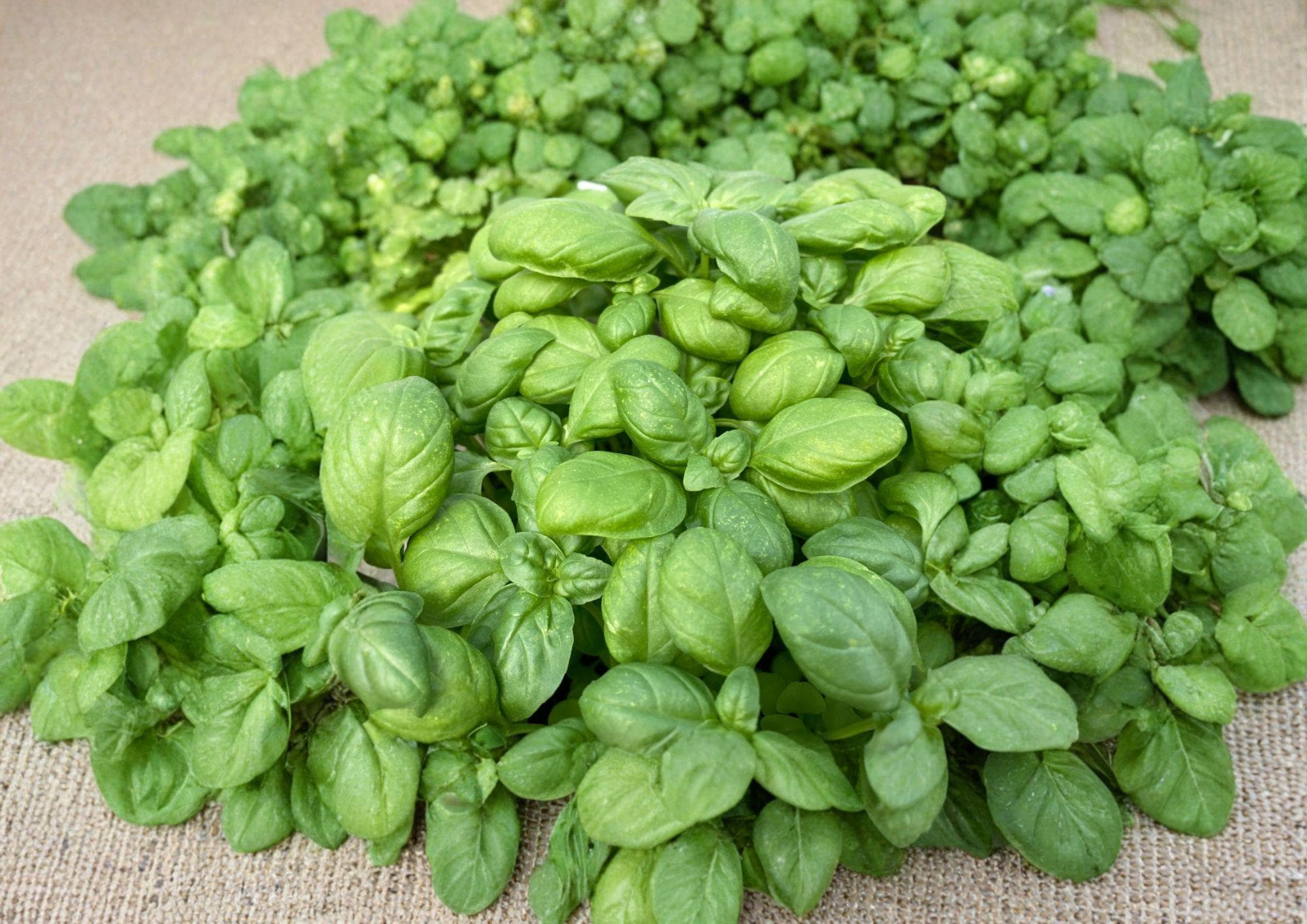 Genovese Basil Seeds 1000+ Heirloom Non-GMO Culinary Herb for Garden Planting, Classic Italian Sweet Basil, Aromatic Kitchen Herb