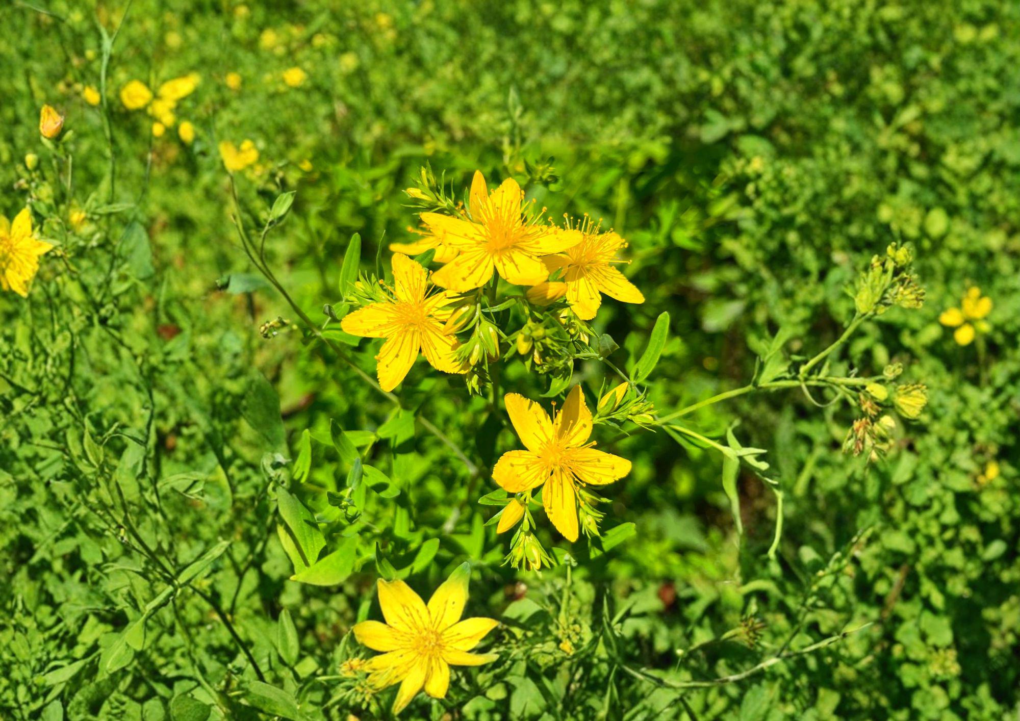 500 St. John's Wort Seeds – Hypericum Perforatum Yellow Medicinal Herb, Non-GMO, Heirloom Garden Planting, Herbal Remedy Flower Seeds