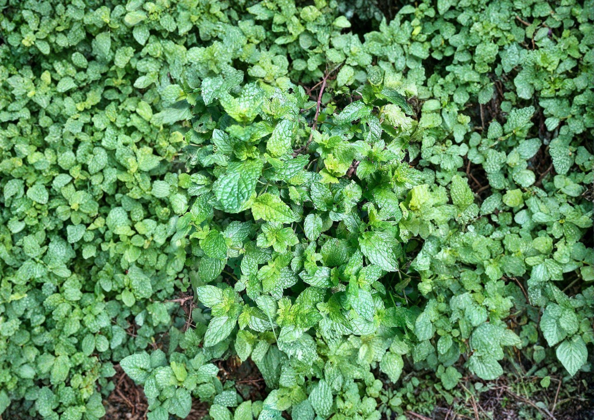 Peppermint Seeds 500+ Non-GMO Aromatic Perennial Herb Mentha Piperita Culinary & Medicinal Planting