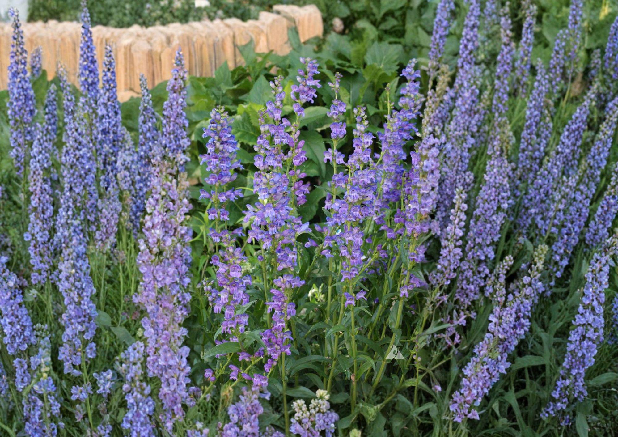 100+ Penstemon strictus Seeds | Rocky Mountain Beardtongue Perennial Wildflower Purple Bloom Non-GMO Native Landscaping Plant