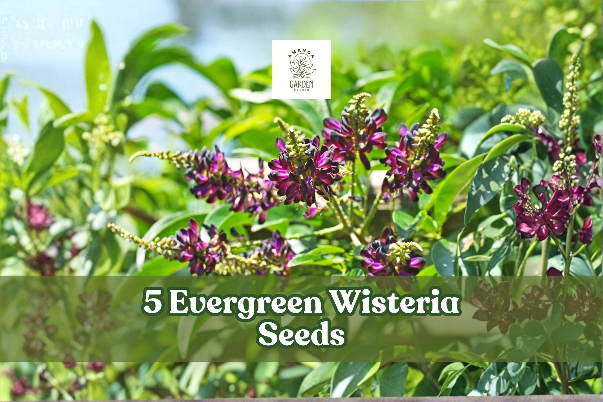 Evergreen Wisteria Seeds – Pink & White Climbing Vine for Garden Trellises & Pergolas – Wisteria spp.