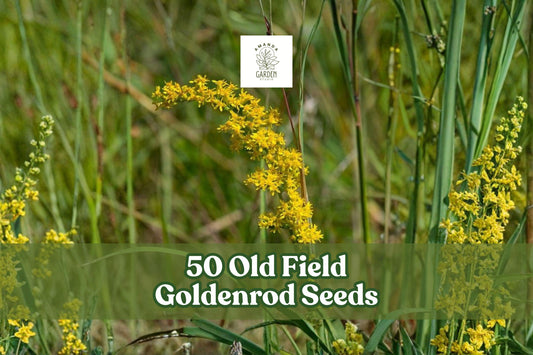 Old Field Goldenrod Seeds – Native Perennial Wildflower, Bright Yellow Flowers, Solidago nemoralis, Drought Tolerant